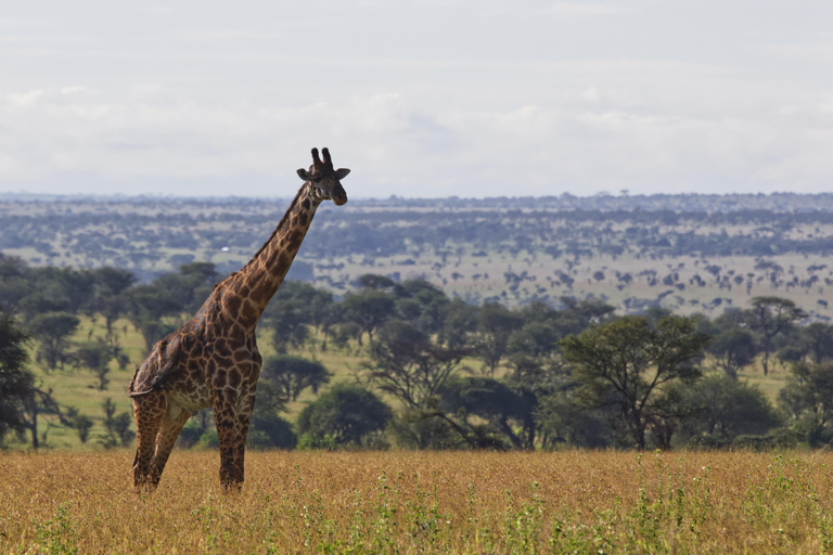 safari de 3 días por la migración del serengeti