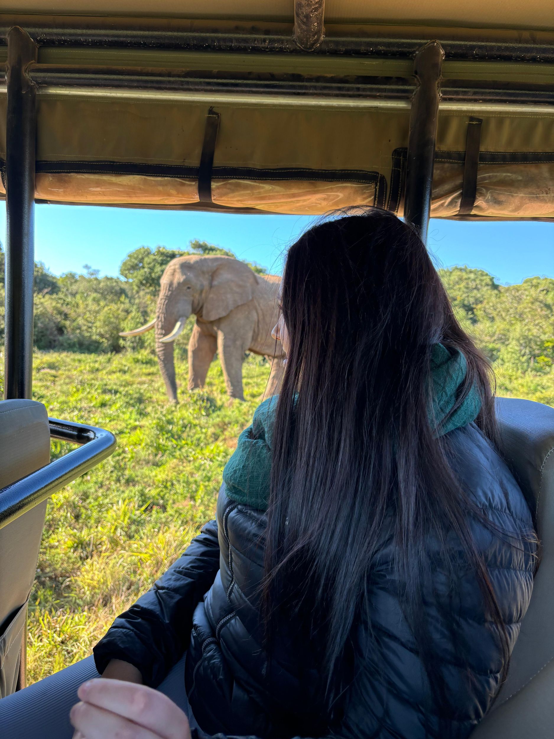 Gqeberha: Park View Game Drive bei Schotia Safaris mit Mittagessen