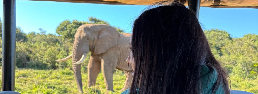 Gqeberha : Park View Game Drive à Schotia Safaris avec déjeuner