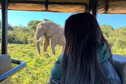 Gqeberha: Park View Game Drive at Schotia Safaris with Lunch