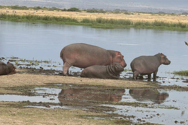 Nairobi: 4 Days epic trip to Amboseli, Tsavo West & East