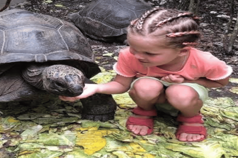 Zanzibar: Nungwi Kilosa Zoo &amp; Swimming witĥ Turtles