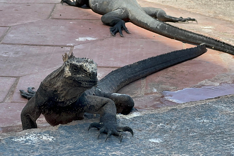 Trasferimenti aeroportuali e tour di rilievo con GPS delle GalapagosTrasferimenti e tour per le Galapagos Getaway