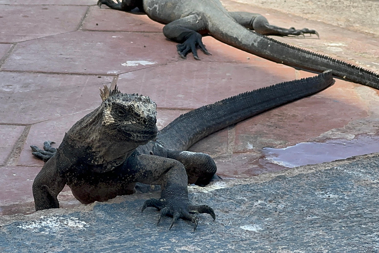 Trasferimenti aeroportuali e tour di rilievo con GPS delle GalapagosTrasferimenti e tour per le Galapagos Getaway