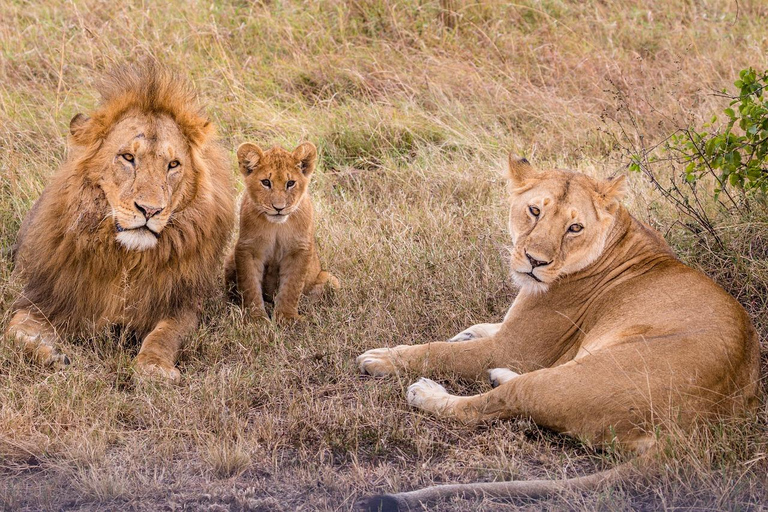 2=DAYS Safari Mikumi National Park from Zanzibar.