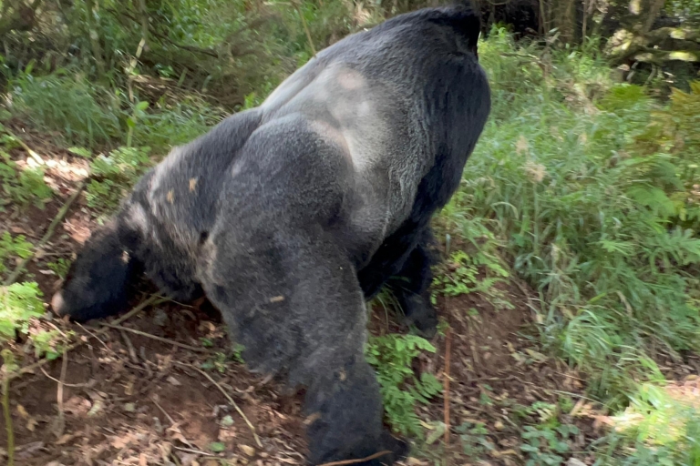 4 Daagse Rwanda Wildlife Tour & Oeganda Gorilla Trektocht