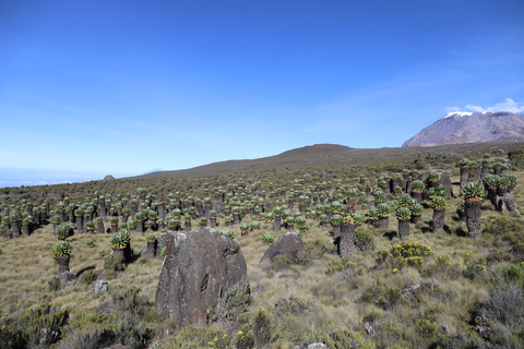 Kilimanjaro: Marangu route 6 days climb all inclusive Kilimanjaro: Marangu route 6 days climb