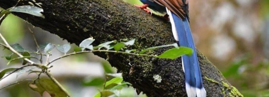 Deniyaya : randonnée guidée dans la forêt tropicale de Sinharaja avec transferts