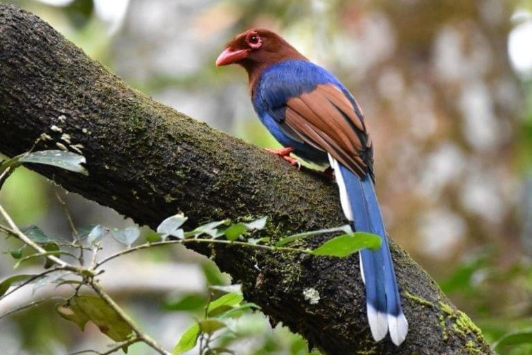 Sri Lanka : Excursión guiada por la selva tropical de Sinharaja con servicio de recogida