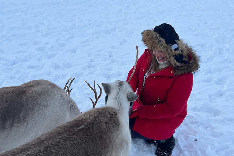 Tromsø: Reindeer Camp Visit & Aurora Chase
