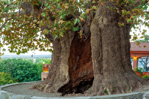 From Tbilisi: Kakheti Wine Region Tour with Wine Tasting