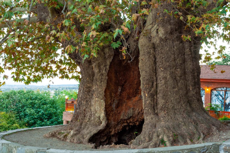 From Tbilisi: Kakheti Wine Region Tour with Wine Tasting