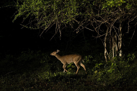 Sigiriya: Night Safari, Fireflies & Wildlife Private Tour