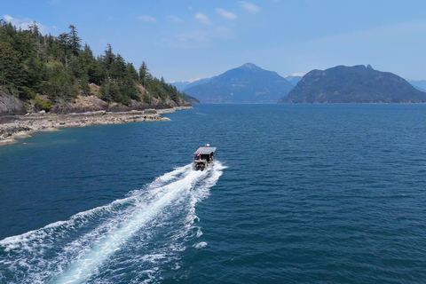 Snorkel Focas Remando Vida Salvaje Tour en barco en Vancouver