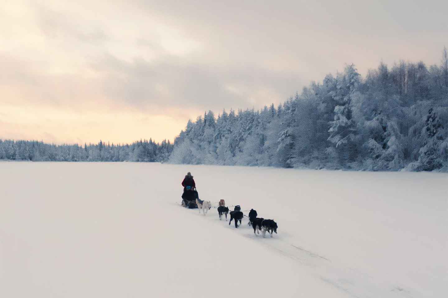 Nulkki Husky Adventure