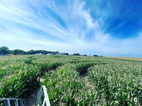 Rügen, laberinto de maíz más grande de la isla - Housity
