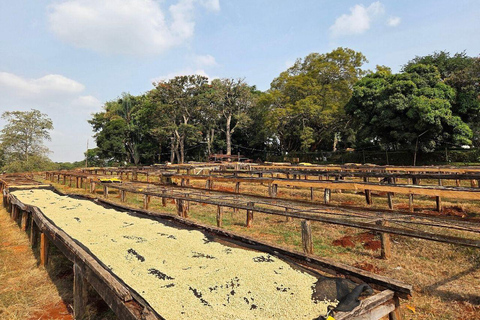 Nairobi: Half day Coffee Farm tour with a local guide