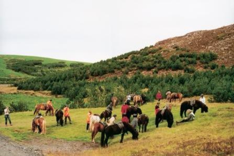Desde Reikiavik: cabalgatas de día completo y tour al Círculo DoradoExcursión a caballo de todo el día y recorrido del Círculo Dorado, incluye recogida