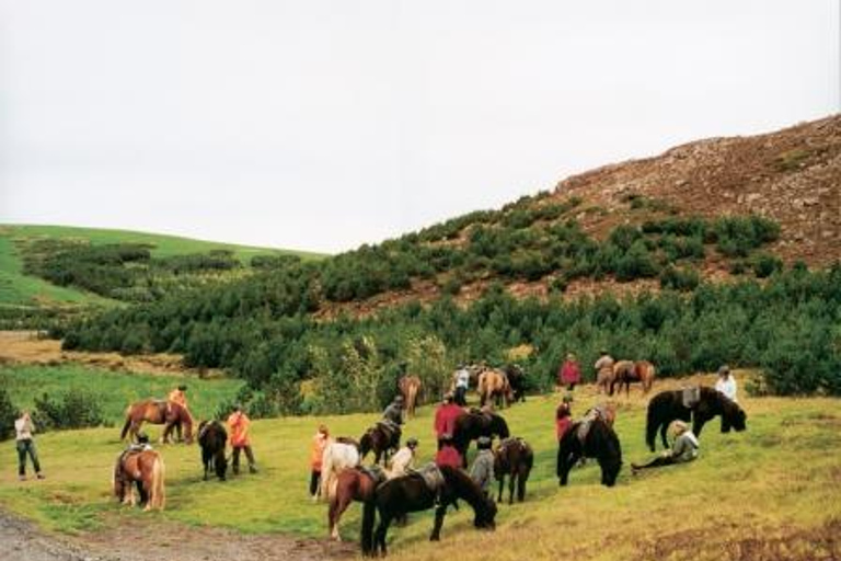 Desde Reikiavik: cabalgatas de día completo y tour al Círculo DoradoExcursión a caballo de todo el día y recorrido del Círculo Dorado, incluye recogida