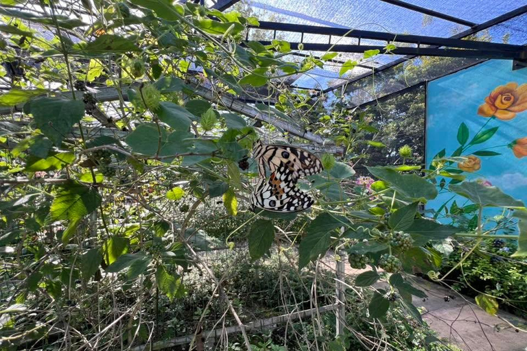 Puerto Plata: Countryside Tour with Butterfly Farm Visit