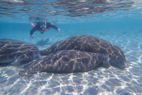 Crystal River: Guided Manatee Tour Heated Boat Free Photos