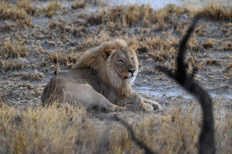 Windhoek: 3-Day Guided Safari in Etosha with Lodge