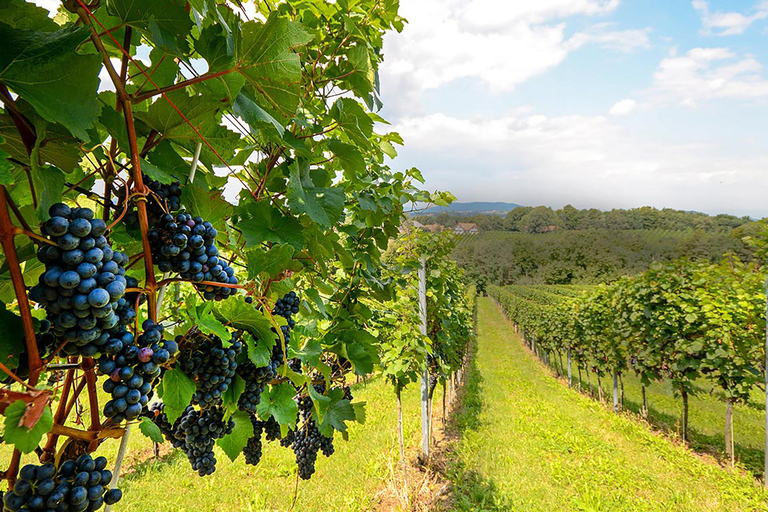 Rio de Janeiro: winery tour with wine tasting experience