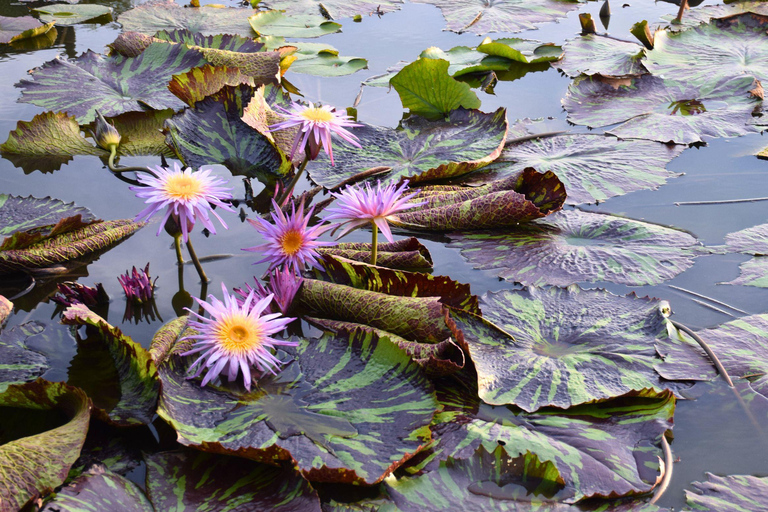 Targ Maeklong, tajemnice namorzynów, podróż inspirowana lotosem