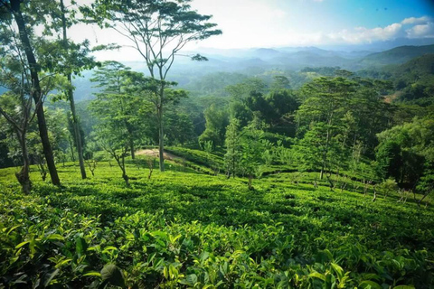 Rathnapura Gem Tour and Ella Drop: From Colombo/Negombo