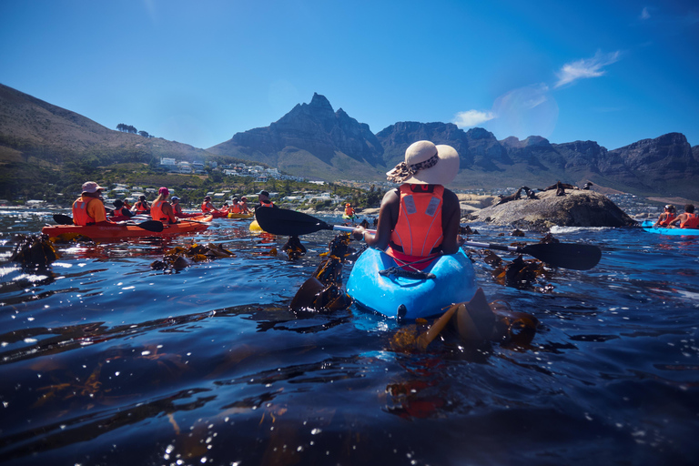 Cape Town: Guided Kayak Tour of Clifton Beaches & The Coast