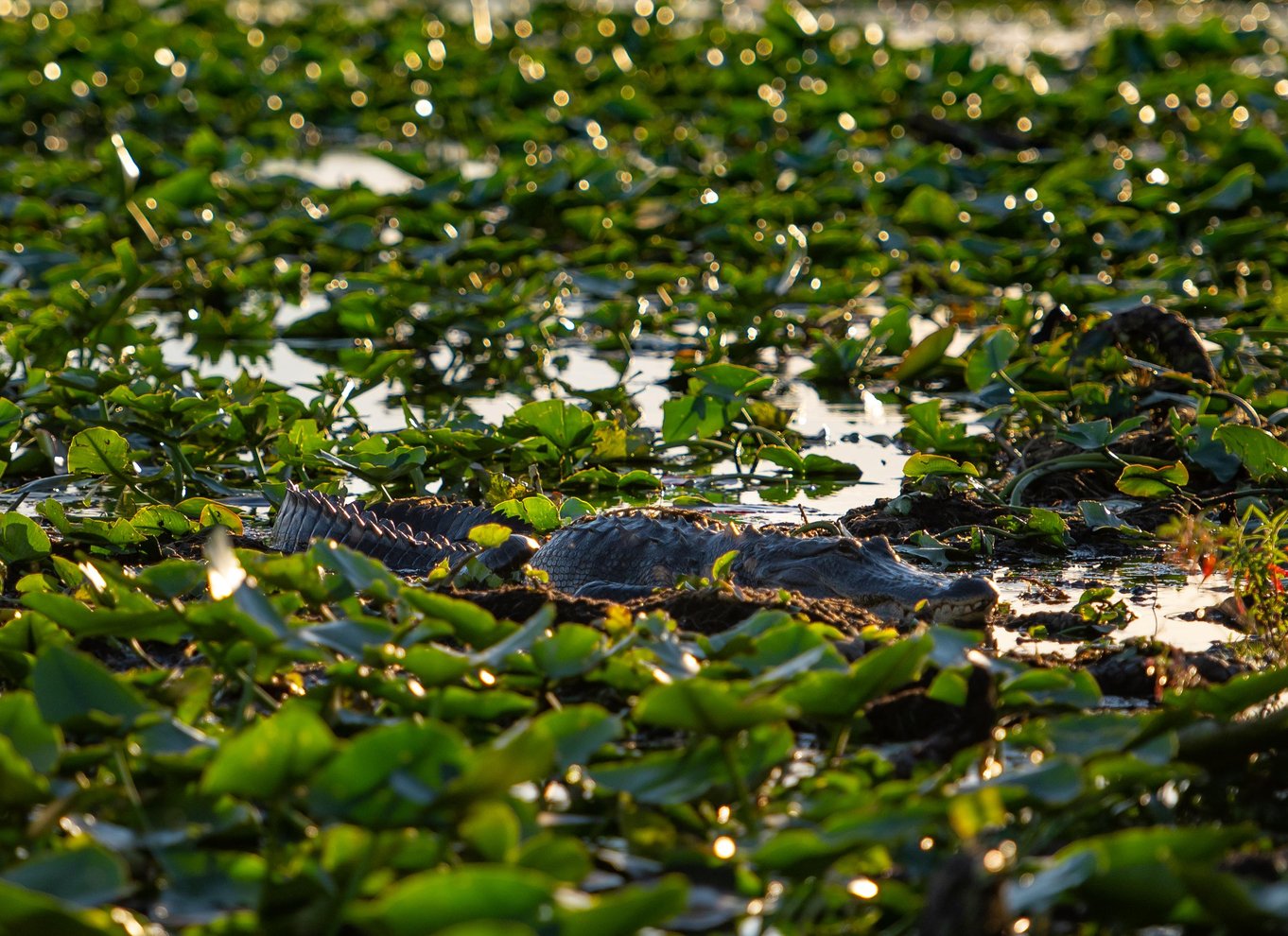 Kissimmee: Boggy Creek Airboat Ride med valgfrit måltid