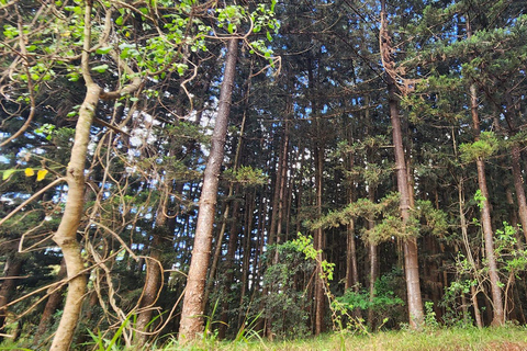 De Nairóbi: Trilha natural da floresta de KaruraDe Nairobi: Trilha Natural da Floresta Karura