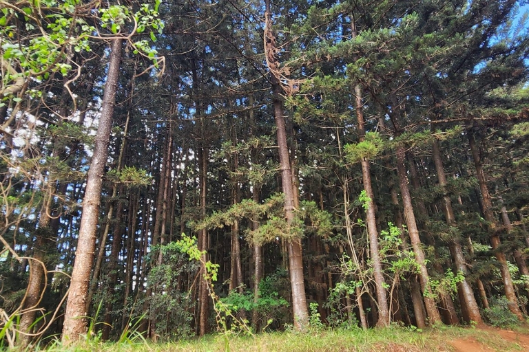Von Nairobi: Karura Forest Nature Trail