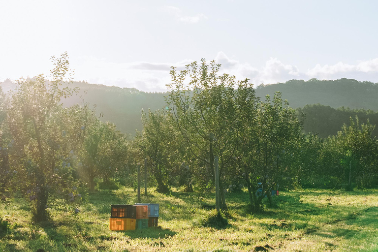 Hokkaido: Libera Wine Terrace Tasting Experience
