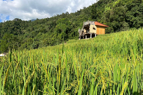 Terrazze di riso di Pa Pong Piang e Parco nazionale di Doi InthanonTerrazze di riso Pa Pong Piang e Parco Nazionale Doi Inthanon