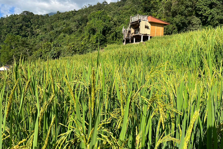 Terrazze di riso di Pa Pong Piang e Parco nazionale di Doi InthanonTerrazze di riso Pa Pong Piang e Parco Nazionale Doi Inthanon