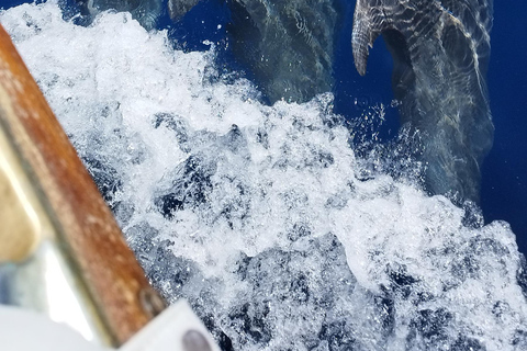 Estepona : Excursion en bateau à la recherche de dauphins avec boissons et collations
