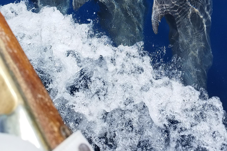 Estepona : Excursion en bateau à la recherche de dauphins avec boissons et collations