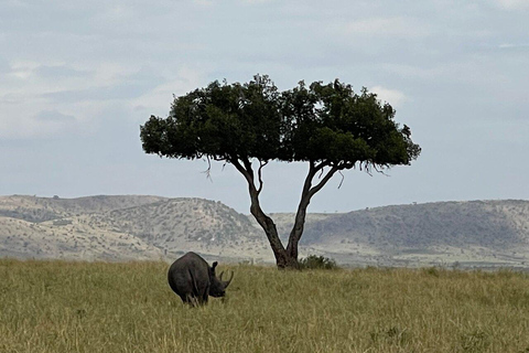 Pół dnia Nairobi - park narodowy, centrum słoni i żyraf