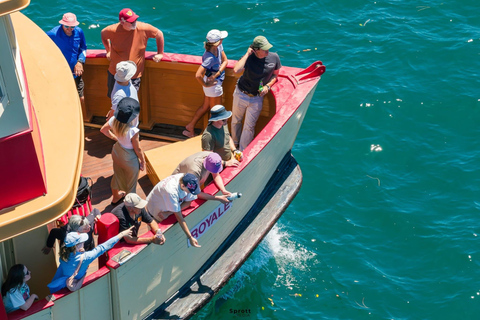Sydney: Vivid Festival Cruise 90 - minutes