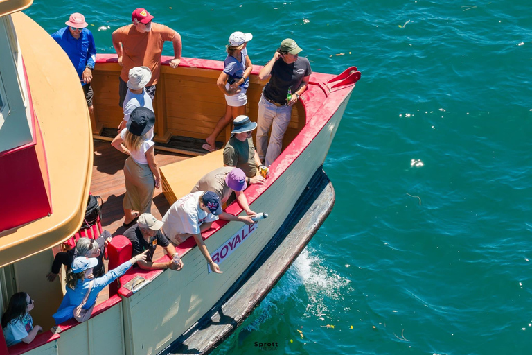 Sydney: Vivid Festival Cruise 90 - minutes