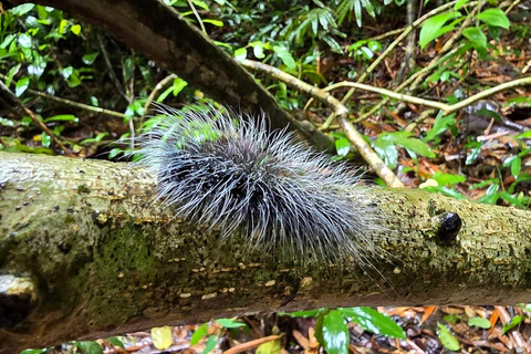 Khao Sok: Half-Day & Night Wildlife Trek and Jungle Dinner Option 6: Half-Day & Night Trek with Dinner From Khao Lak