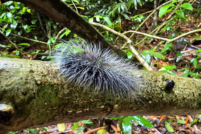 Khao Sok: Half-Day & Night Wildlife Trek and Jungle Dinner Option 6: Half-Day & Night Trek with Dinner From Khao Lak