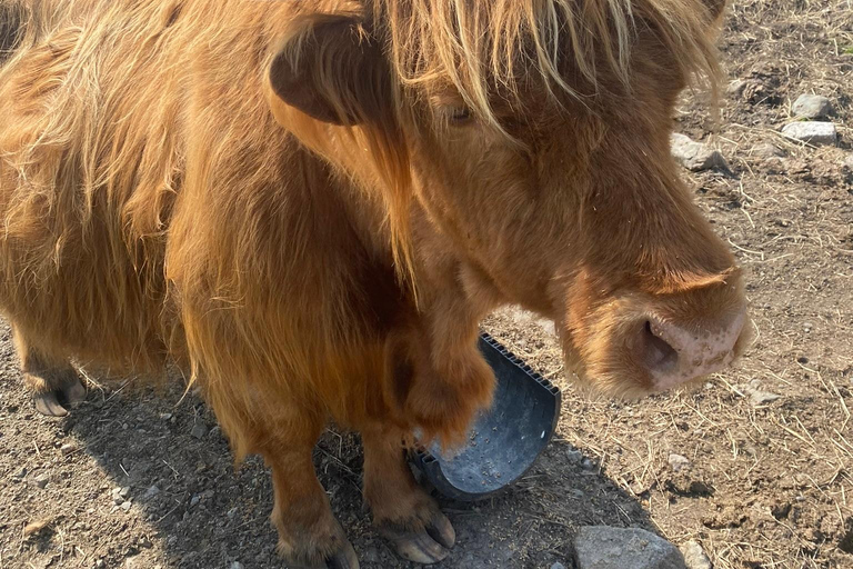 Isle of Skye: privédagtrip met vervoerSkye Levend Rondleidingen