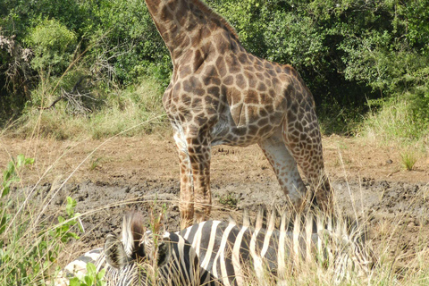 St Lucia, KZN : 3-Day Wildlife and Cultural Safari