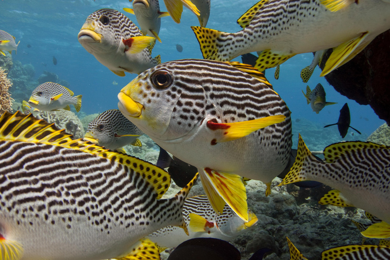 Cairns Great Barrier Reef: Snorkel Day Trip Snorkelling Trip