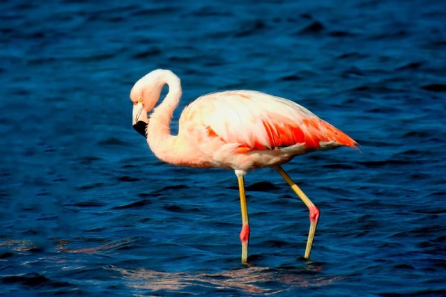 Kayak excursion in Paracas: sunrise over the ocean or sunset