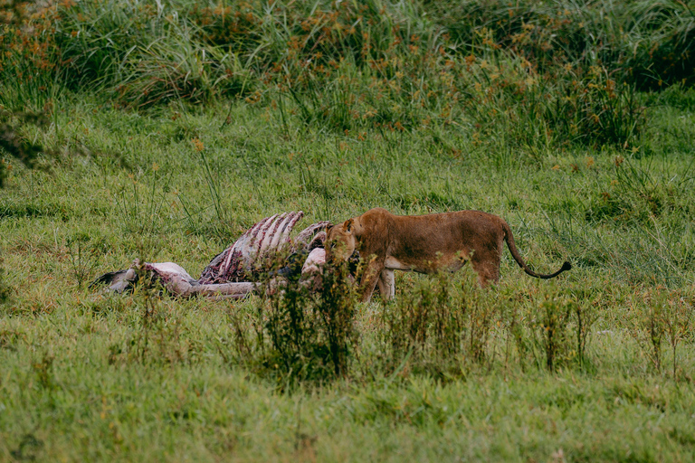 Kigali: Akagera National Park Safari with Boat Cruise