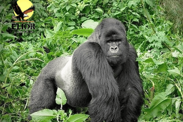 Uganda: 5-Day Gorilla Trekking and Wildlife Safari