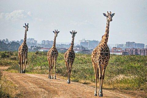 Nairobi National Park: Photography-Focused Safari